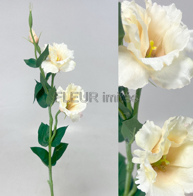 Eustoma x3 60cm S377  48/288