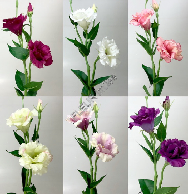 Eustoma x3 60cm S377  48/288