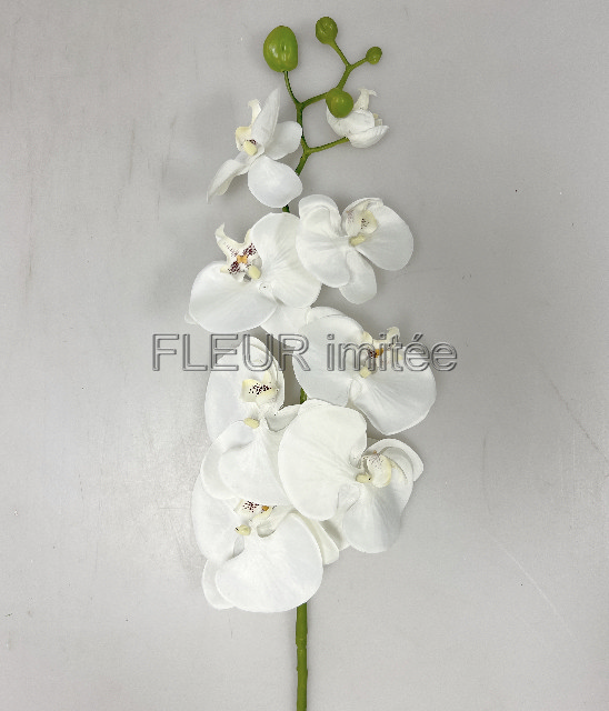 Orchidea  phal.96cm 24/120