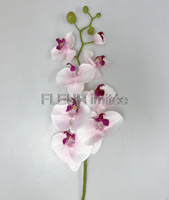 Orchidea  phal.96cm 24/120