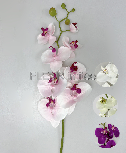 Orchidea  phal.96cm 24/120