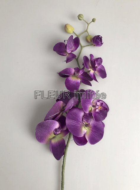 Orchidea  phal.96cm 24/120