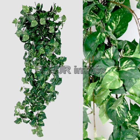 Pothos pop.130cm   1/36