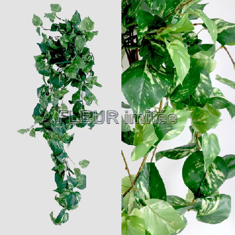 Pothos pop.90cm  12/36