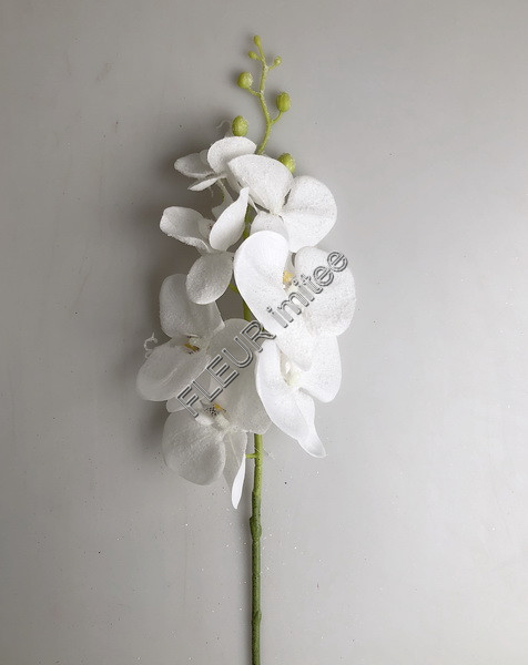Orchidea ván.zasněž.80cm 12/96