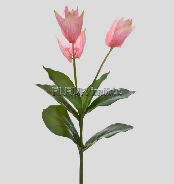 Medinilla x3 72cm 12/120