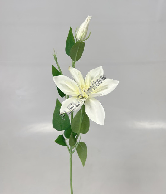 Clematis záp. 46 cm 12/96