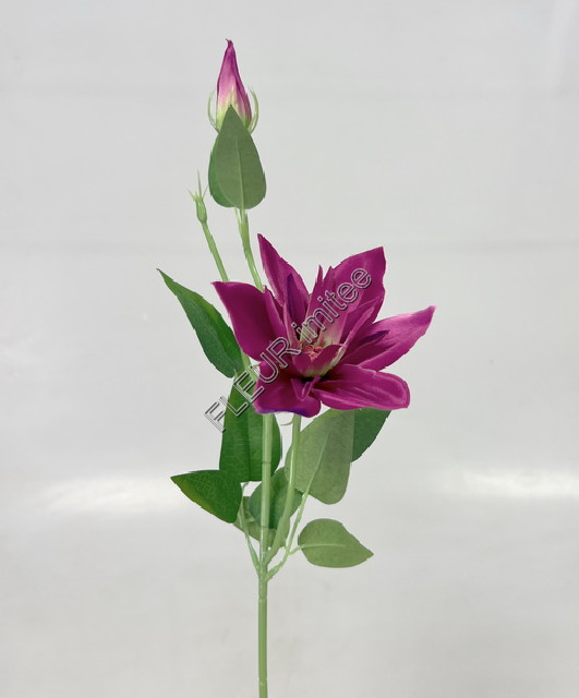 Clematis záp. 46 cm 12/96