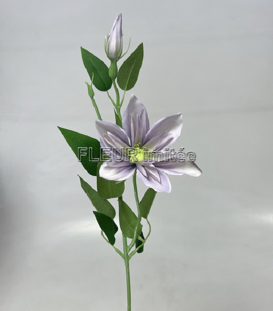 Clematis záp. 46 cm 12/96