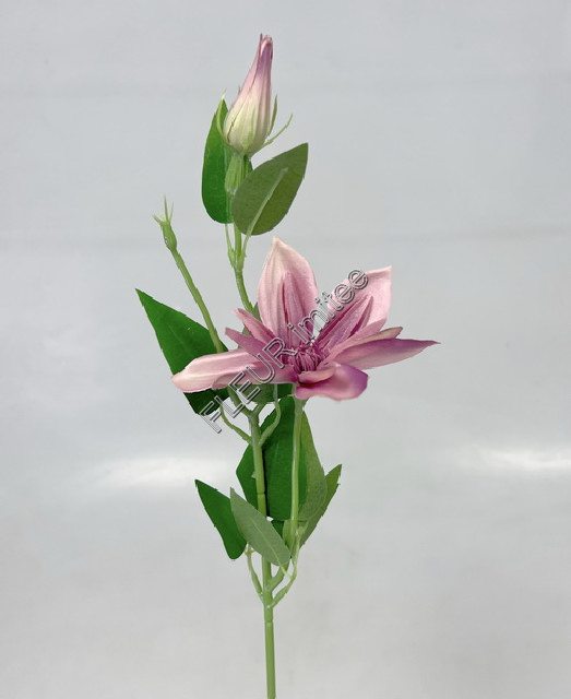 Clematis záp. 46 cm 12/96