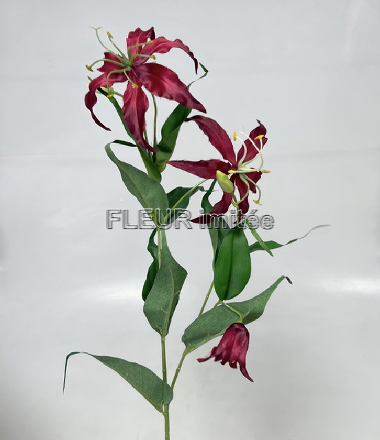 Gloriosa x3 80cm 18/180