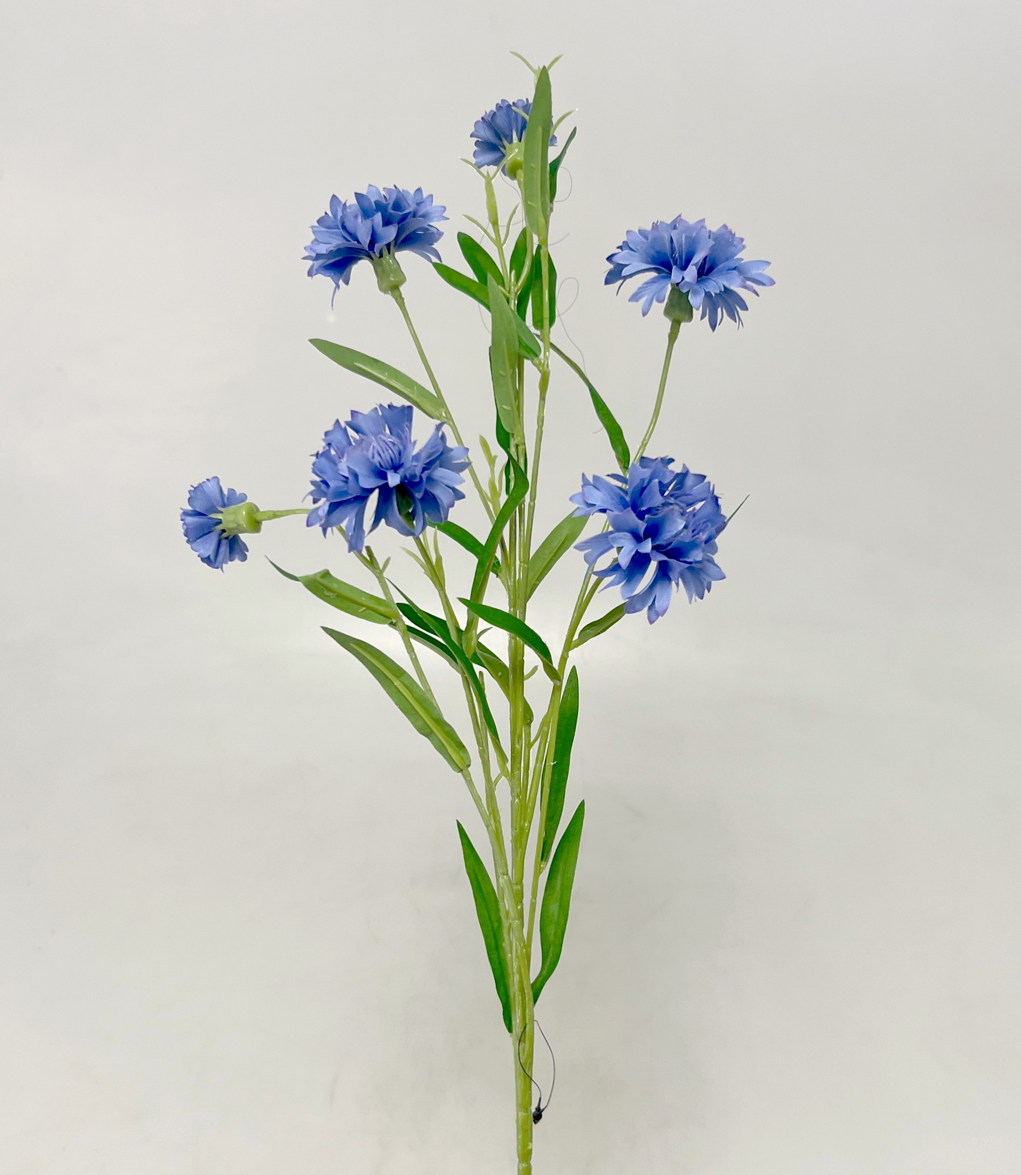 Chrpa x7 52cm   36/360