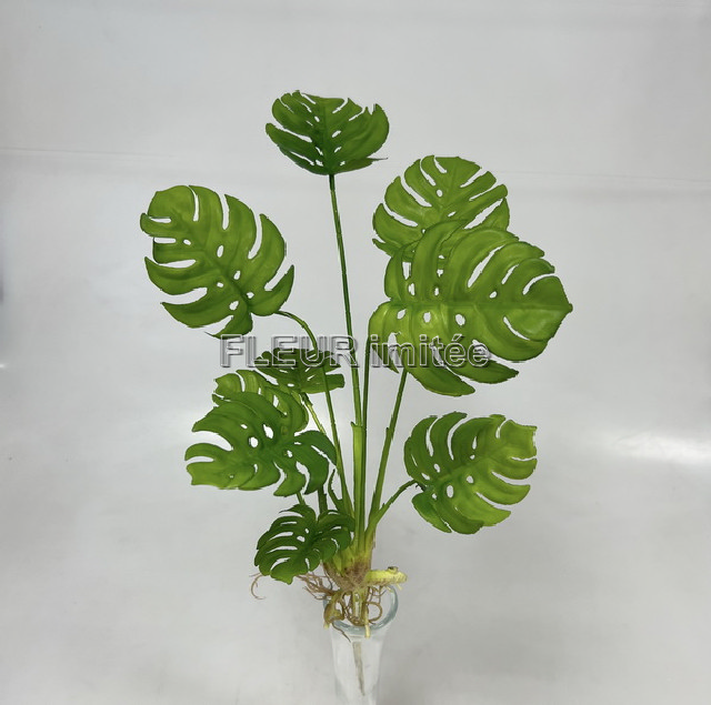 Monstera s kořín.x9 45cm 24/144