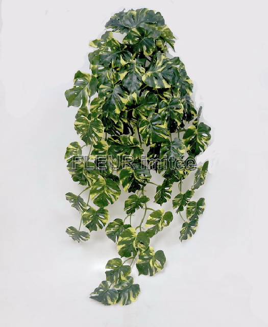 Monstera pop. 65cm GR/YE 12/60