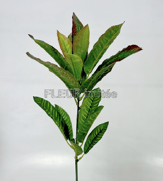 Croton 70cm 72/576