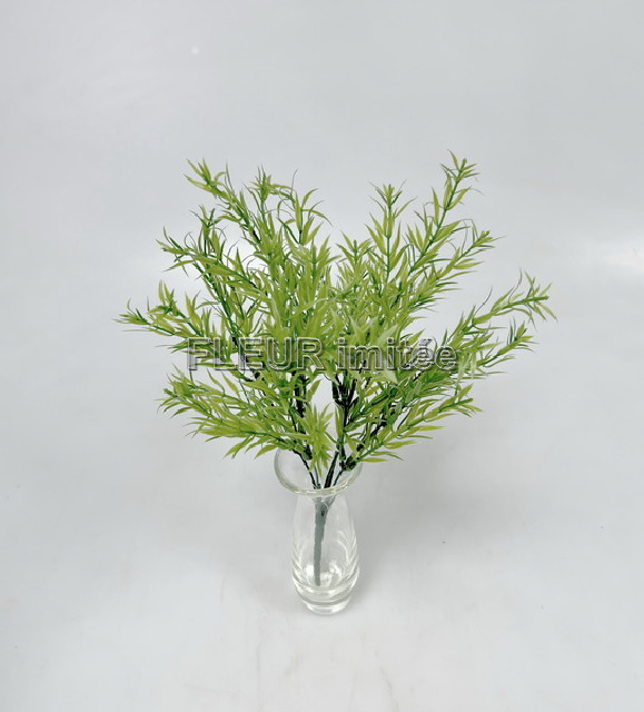 Asparagus x5 36cm 48/480