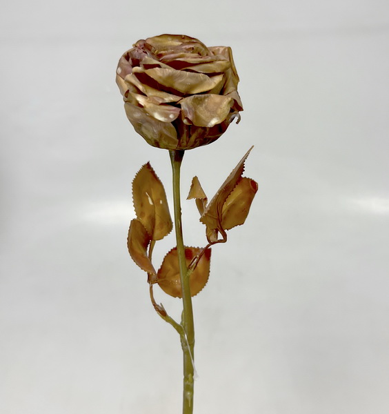 Růže 