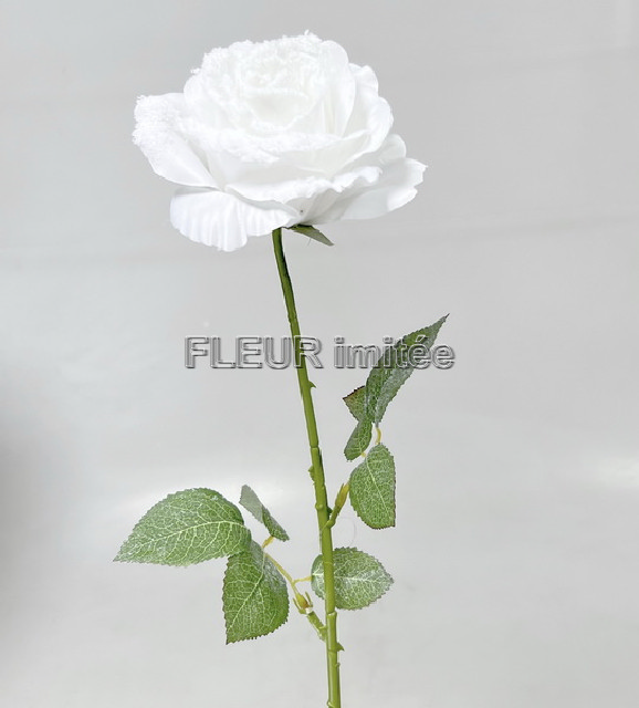 Růže ván.x1 70cm 24/240