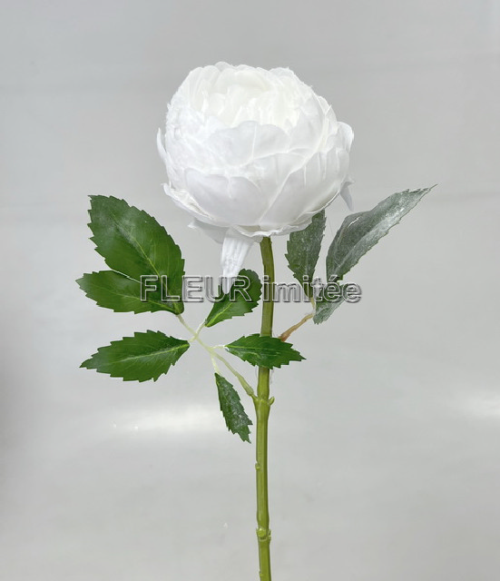 Růže ván.x1 70cm 12/240