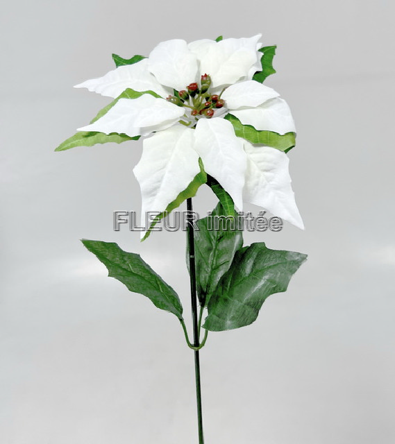 Poinsettia  x1  60/18cm 6/120