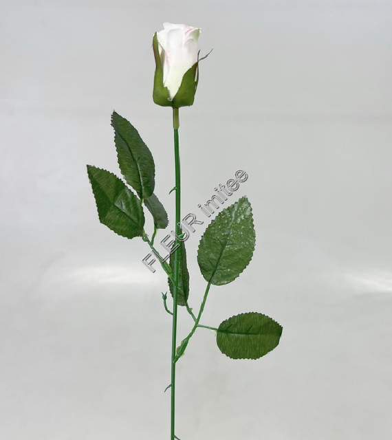 Růže poupě 50cm/4cm    24/2880