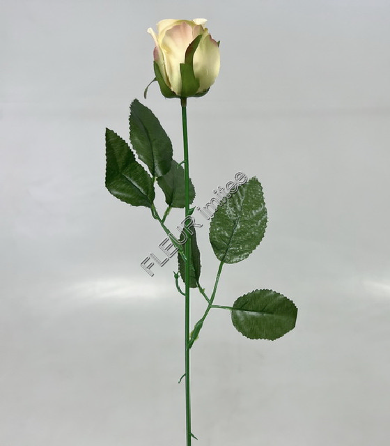 Růže poupě 50cm/4cm    24/2880