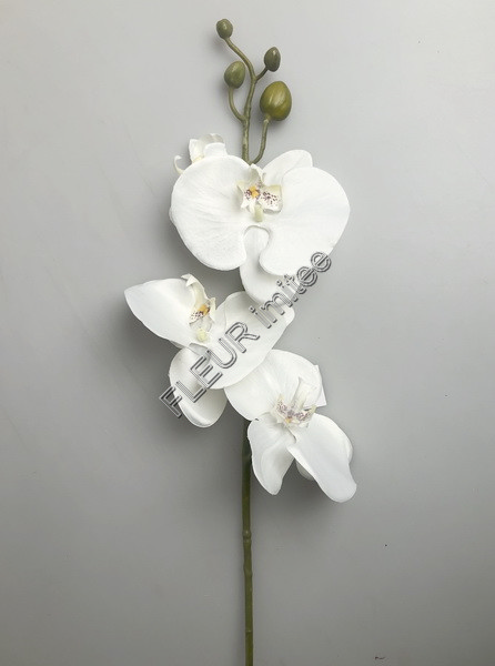 Orchidea x5 105cm 24/240