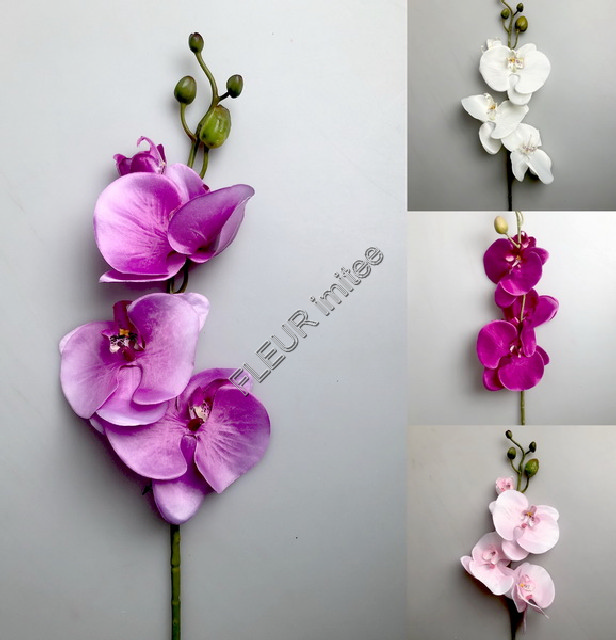 Orchidea x5 105cm 24/240