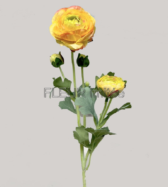 Ranunculus x5 52cm 12/120