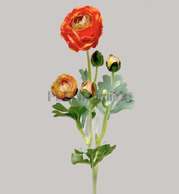 Ranunculus x5 52cm 12/120