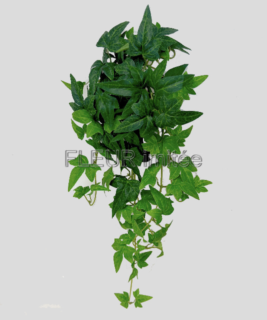 Břečťan 56cm  12/60