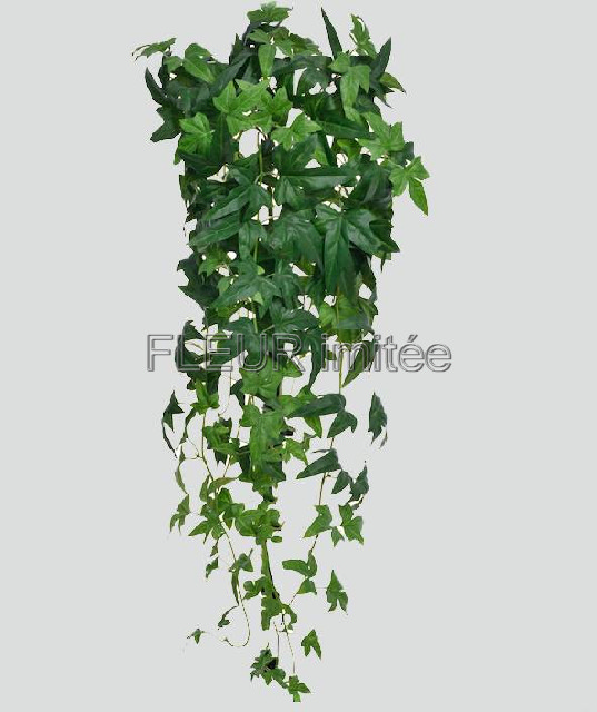 Břečťan  90cm  12/36