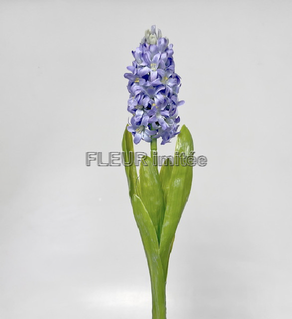 Hyacint latex 40cm 24/240
