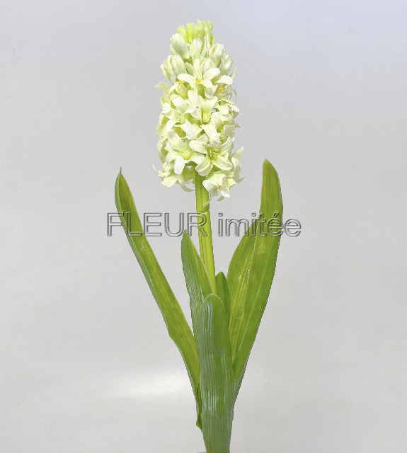 Hyacint latex 40cm 24/240