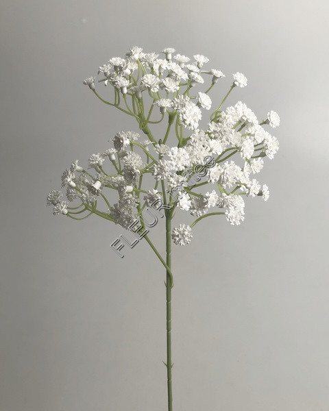Gypsophila latex 60cm S455 96/960