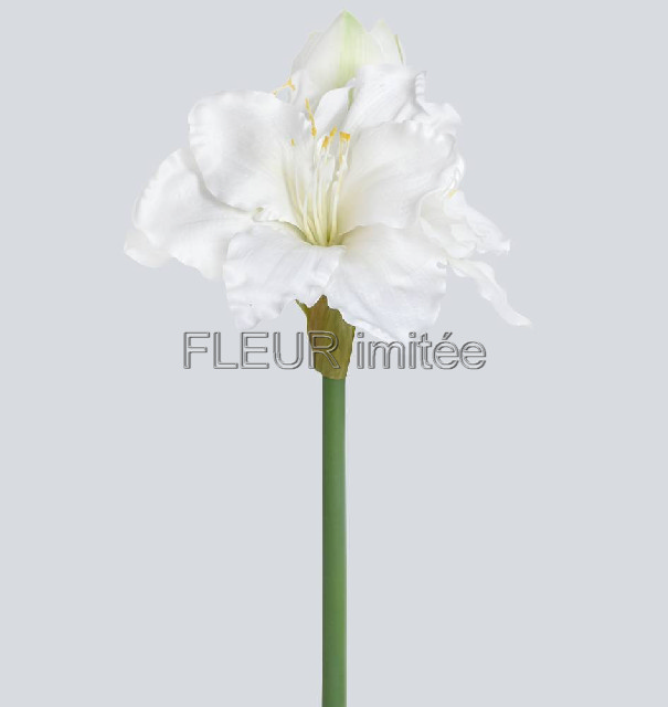 Amarylis 75cm 10/100