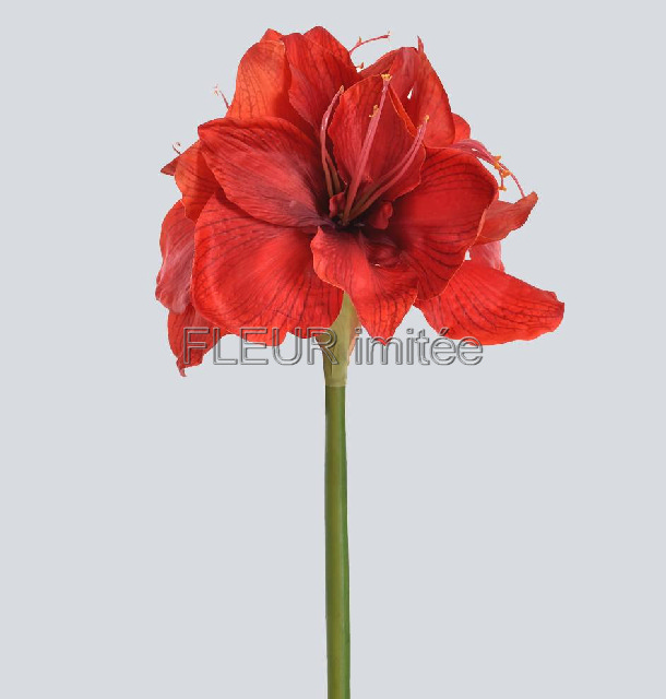 Amarylis 75cm 10/100