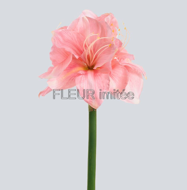 Amarylis 75cm 10/100