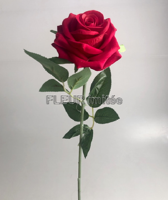 Růže x1rozkv.velvet 65cm 60/300