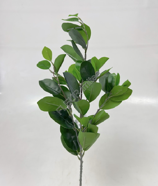 Větev fikus  60cm 24/144