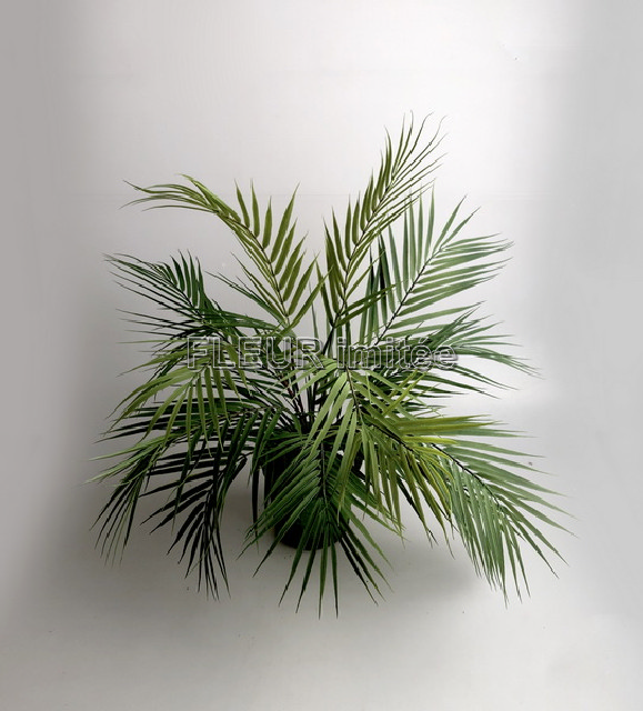 Palma Areca 65cm v obalu 1/6