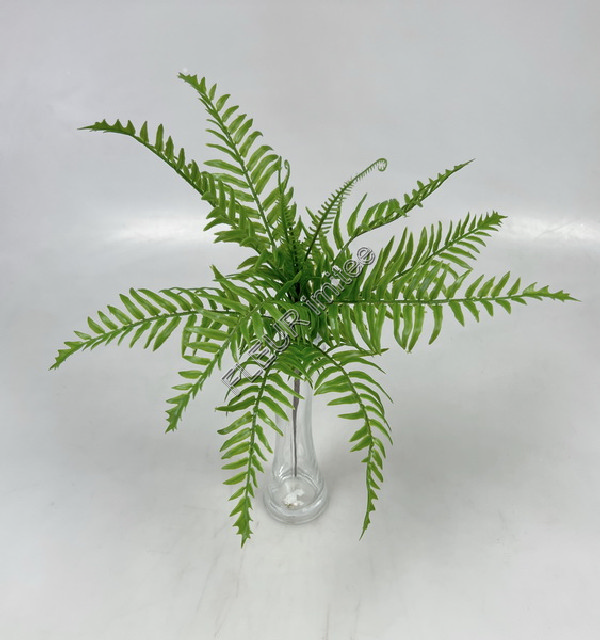 Kapradí 50cm 48/240