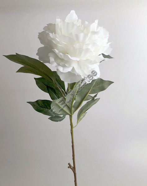 Pivoňka x1 75cm 24/144