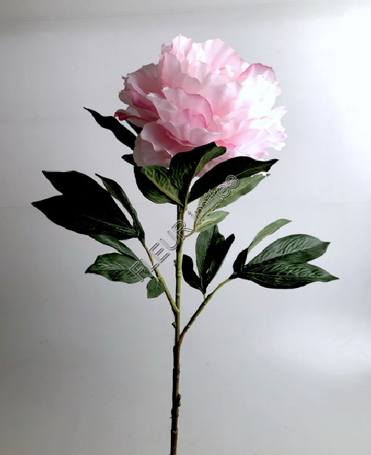 Pivoňka x1 75cm 24/144