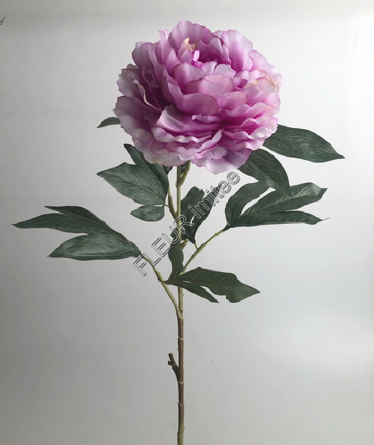 Pivoňka x1 75cm 24/144