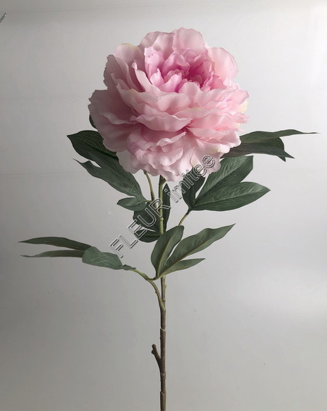 Pivoňka x1 75cm 24/144