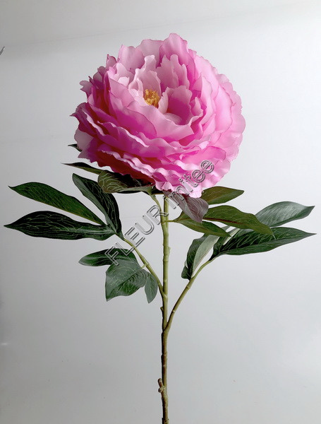 Pivoňka x1 75cm 24/144