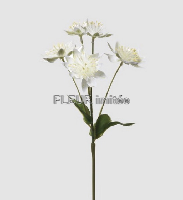 Astrantia x3 50cm 72/720