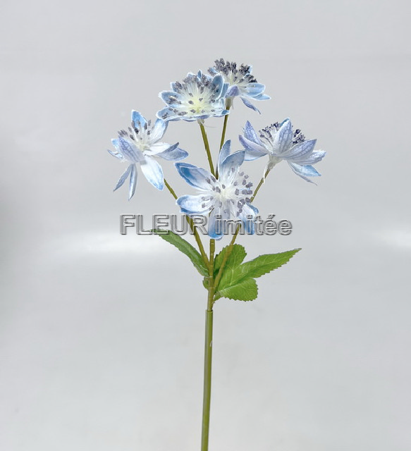 Astrantia x3 50cm 72/720