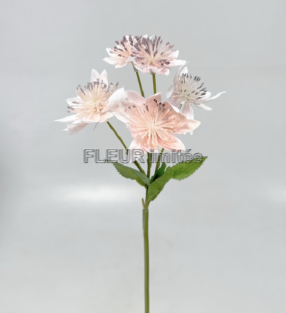 Astrantia x3 50cm 72/720